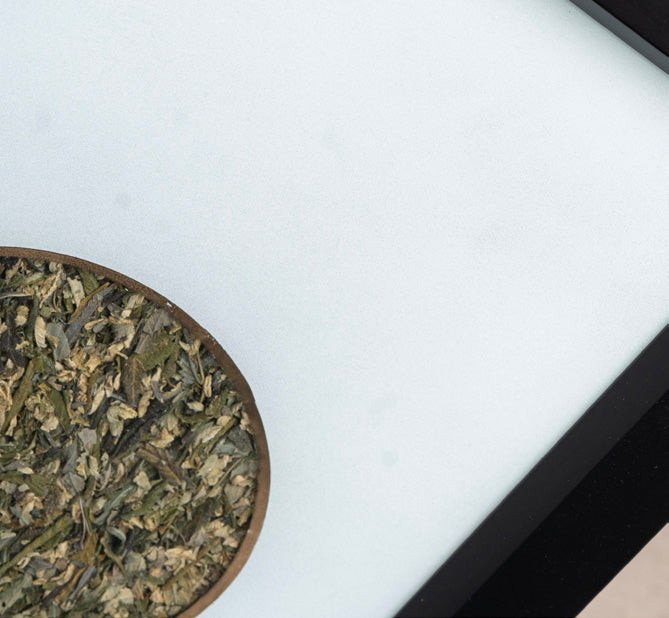 The 3 Kushes - Mr Trim