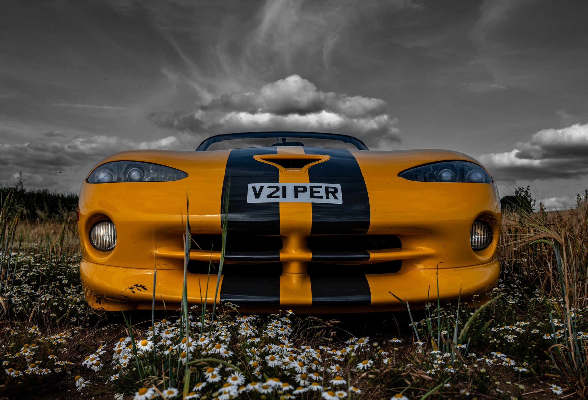 Wild Viper - Julian Sansum